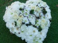 marguerites 800x450